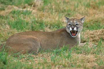 Poster - COUGAR puma concolor, ADULT IN THREAT POSTURE