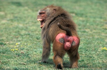 hamadryas baboon papio hamadryas, male threat displaying