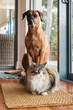 © Gillian Vann/Stocksy - dog and cat sitting together