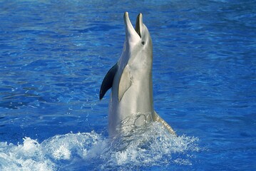 Wall Mural - bottlenose dolphin tursiops truncatus, adult playing out of water, honduras