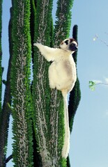 Wall Mural - verreaux's sifaka propithecus verreauxi, adult on madagascar ocotillo alluaudia procera, berenty res