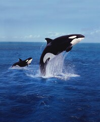 Wall Mural - KILLER WHALE orcinus orca, MOTHER AND CALF LEAPING