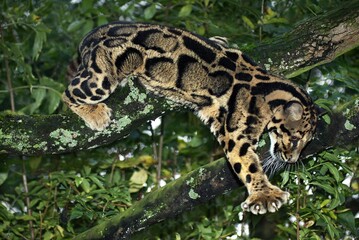 Wall Mural - clouded leopard neofelis nebulosa, adult standing in tree