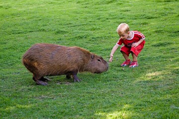Wall Mural - boy with capybara hydrochoeris hydrochaeris, cerza zoological park in normandy