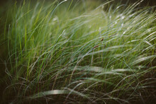 Close Up Of Windswept Wild Grasses In Summer