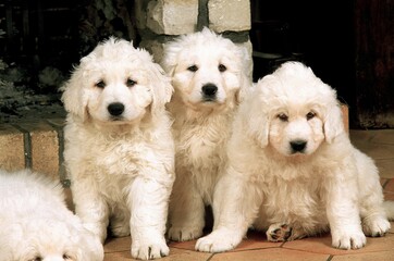 Sticker - POLISH TATRA SHEEPDOG, PUPPIES SITTING NEAR FIREPLACE