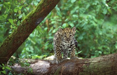 Wall Mural - jaguar panthera onca, cub standing on branch