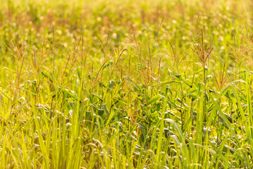 green wheat field