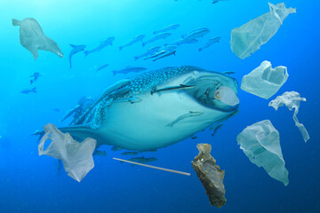 Canvas Print - Plastic ocean pollution. Whale Shark filter feeds in polluted ocean, ingesting plastic