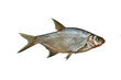 fresh skimmer bream fish isolated on white background