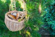 Basket With Wild Forest Porcini Mushrooms Among Spruce Branches With Green Cones