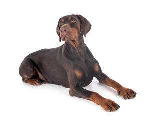 Canvas Print - doberman pinscher in studio