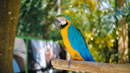 Wall Mural - Parrot ara with yellow and blue feathers sits on a wooden branch