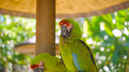 Wall Mural - Parrot green ara with green feathers in the usual habitat with green grass