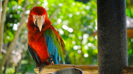 Wall Mural - Parrot ara with red and green feathers sits on a wooden branch