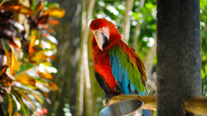 Wall Mural - Parrot ara with red and green feathers sits on a wooden branch