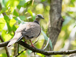 Wall Mural - Close up Spotted Dove Perched on Branch Isolated on Nature Background