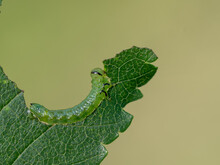 Elm Zigzag Sawfly - Aproceros Leucopoda