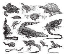 Reptile Collection Of Turtle, Crocodile And Lizard - Vintage Engraved Vector Illustration From Petit Larousse Illustré 1914