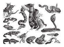 Reptile Collection Of Snake, Frog And Salamander - Vintage Engraved Vector Illustration From Petit Larousse Illustré 1914