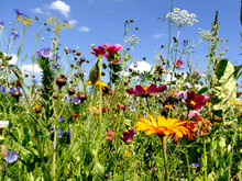 Meadow With A Lot Of Colorful Flowers