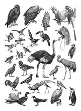 Bird Collection - Vintage Engraved Vector Illustration From Petit Larousse Illustré 1914