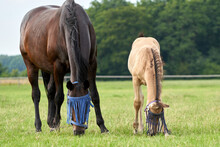 A Valk Color Foal And A Brown Mare In The Field, Wearing A Fly Mask, Pasture, Horse