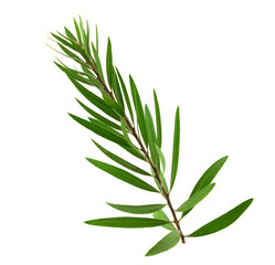 Melaleuca (Tea Tree) Isolated on White Background.