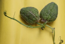 Germinated Or Sprouted Chayote Fruits On Yellow Background, Sechium Edule