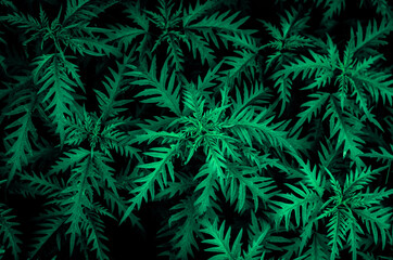  Nettle. Drawing of green plants on a black background.