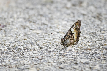 Wall Mural - Grayling or Rock Grayling (Hipparchia semele)