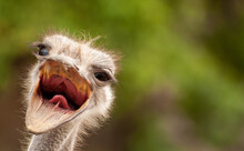 Ostrich Head, Opened Mouth. Close Up