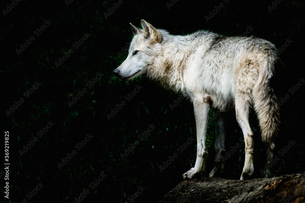 Magnifique loup du canada au pelage blanc - Canis lupus - obrazy, fototapety, plakaty 