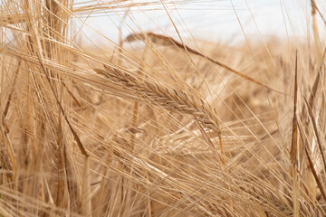 spikelets of ripe wheat in the field. Ears of yellow wheat in the afternoon