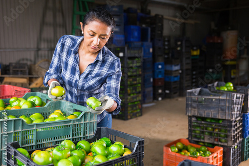 Latin american woman working on small vegetable farm sorting freshly harvested green tomatoes, preparing for packing and storage of crops