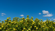 Potentilla Bush Blooming With Yellow Flowers On A Background Of Blue Sky