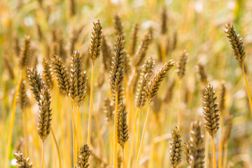 Barley field. Golden barley ears close up. Latin name Hordeum vulgare convar. vulgare var. dundarbeyi