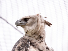 Harpy Eagle - Huge Amazon Raptor