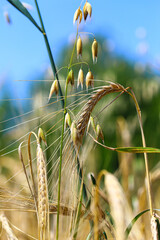 Wheat field, yellow ears of wheat, rye, barley and other cereals. Background of blue sky and western sun in a rural meadow. Wildflowers.
The concept of a good harvest.