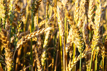 Wheat field, yellow ears of wheat, rye, barley and other cereals. Background of blue sky and western sun in a rural meadow. Wildflowers.
The concept of a good harvest.