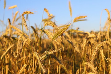 Wheat field, yellow ears of wheat, rye, barley and other cereals. Background of blue sky and western sun in a rural meadow. Wildflowers.
The concept of a good harvest.