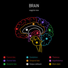 Wall Mural - Neuroscience infographic on black background. Human brain lobes and sections illustration. Brain anatomy structure. Neurobiology scientific medical vector art