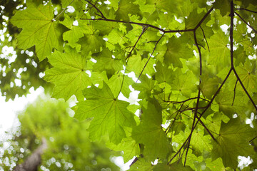 Green maple branches against the sky