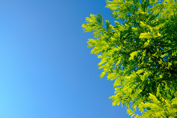 Wall Mural - Selective focus on luscious green acacia leaves against a blue cloudless sky. Summer day. Natural background. Copy space. High quality photo.