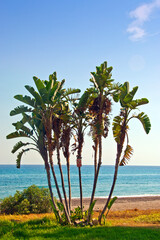 Wall Mural - Palm trees on Playa del Penoncillo beach Torrox Costa Axarquia Andalusia Costa del Sol Spain