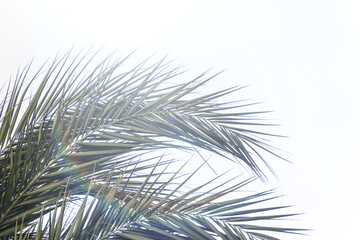 Closeup of branches of coconut palms trees.  Bottom view.