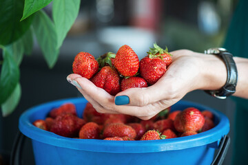 A bucket of ripe delicious strawberries, and woman hand hold berry