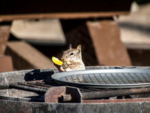 Streifenhörnchen Am Grill, Kern National Wildlife Refuge, Kalifornien, USA