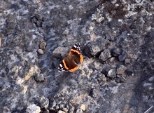 Vanessa Atalanta Or Red Admiral Butterfly Perched On Rock.