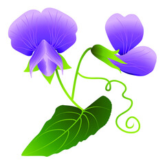 Wall Mural - Flowers of peas on a white background.